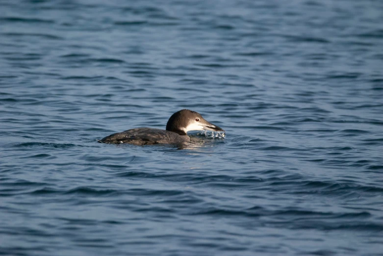 the bird is swimming on the surface of the water