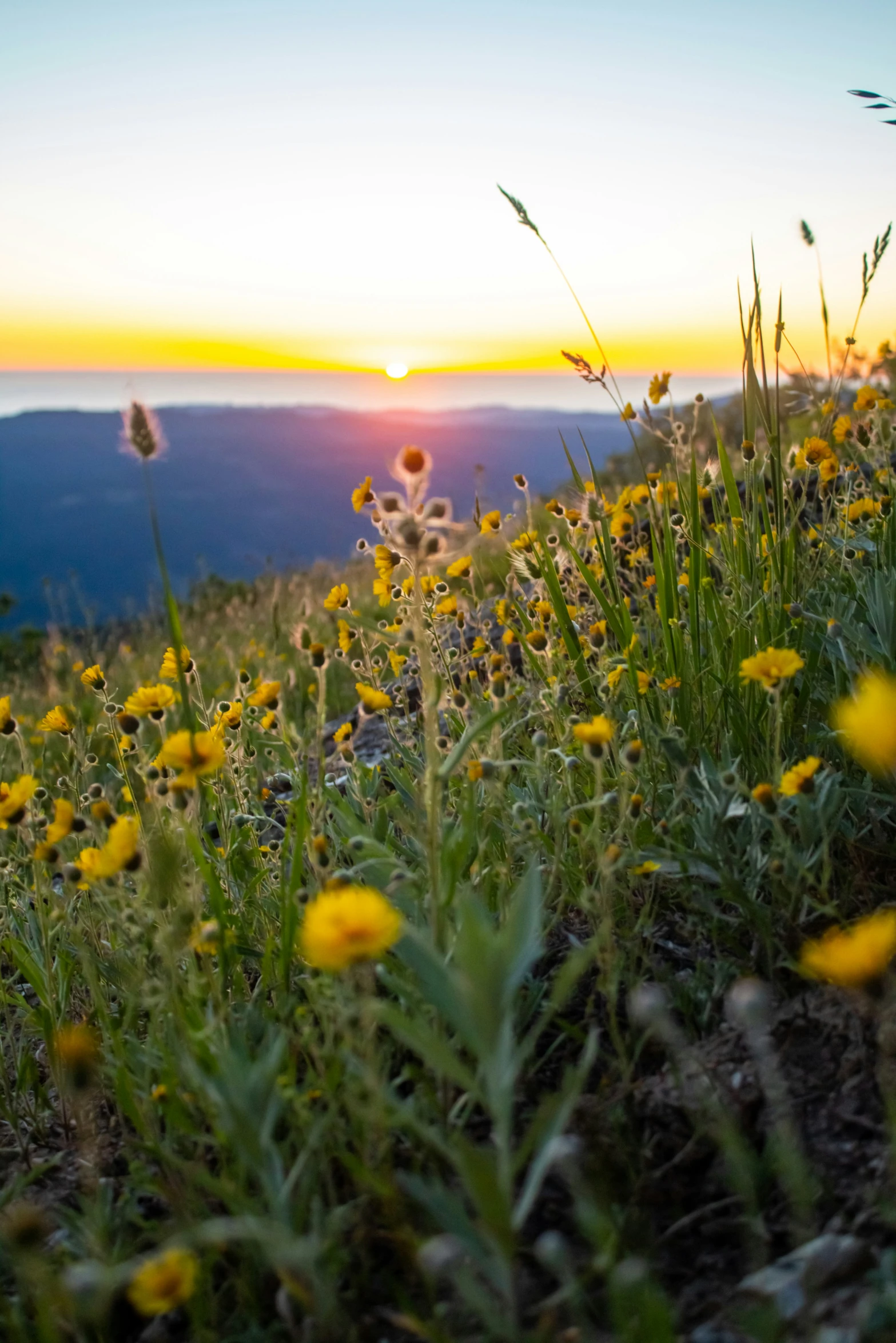 some yellow and green plants on a hill