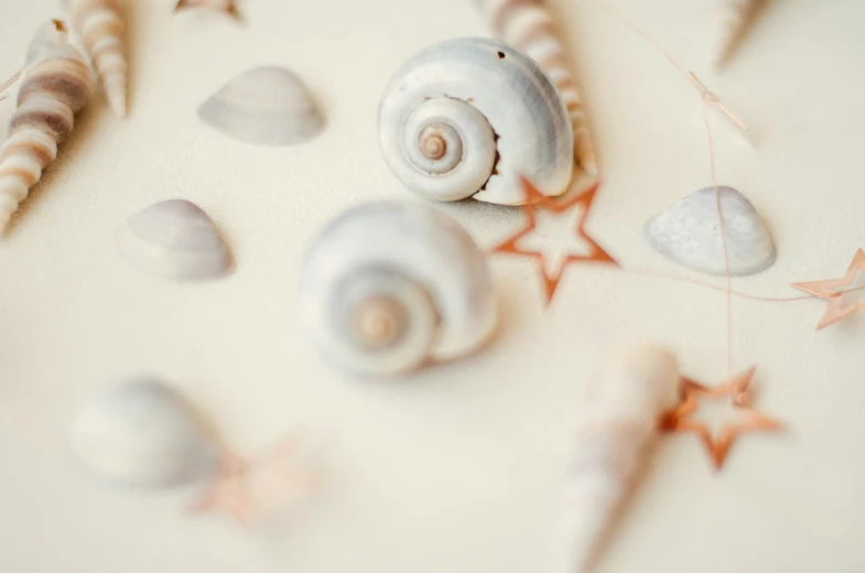 a seashell and starfish are on display