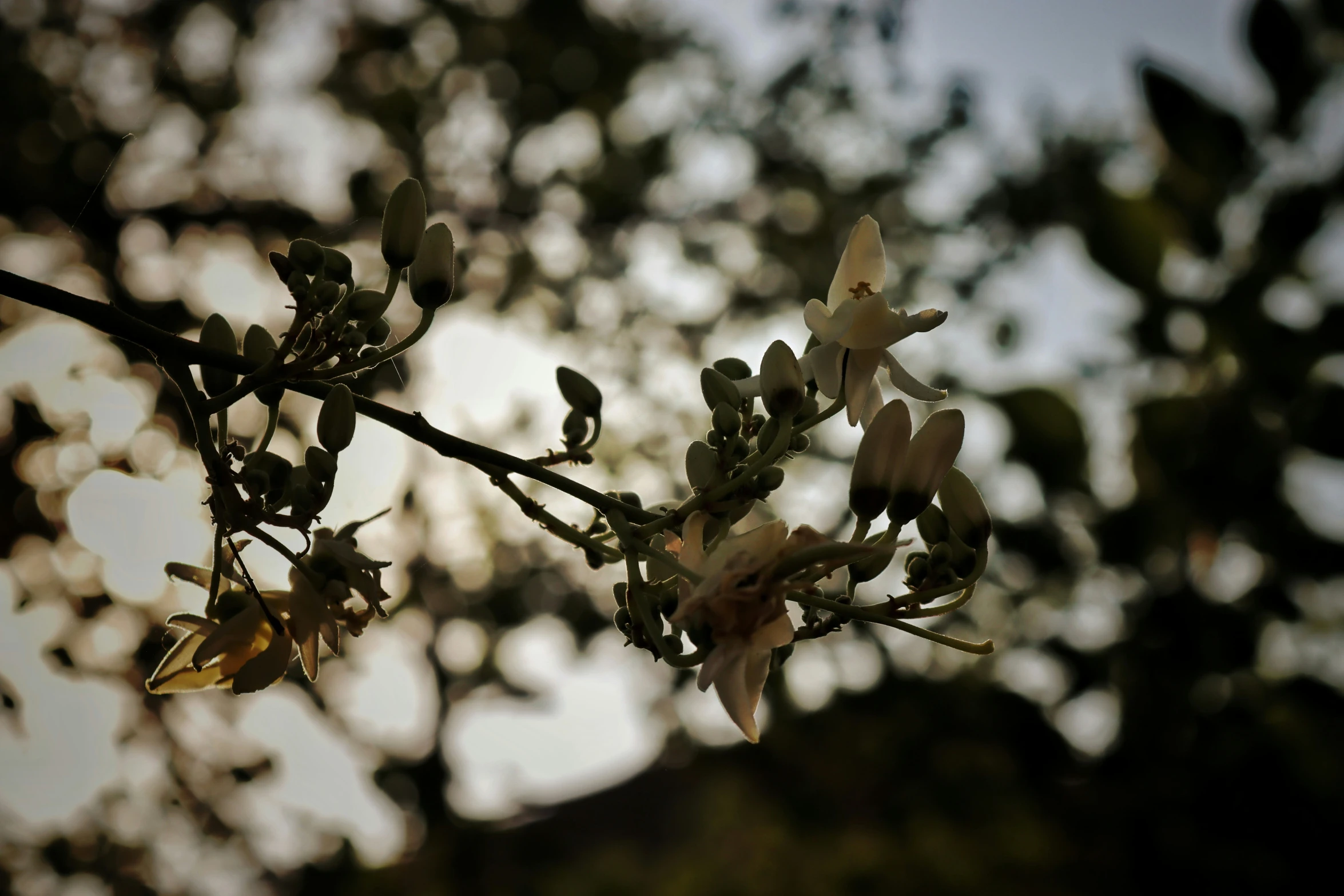 a blossoming nch with multiple buds next to the leaves