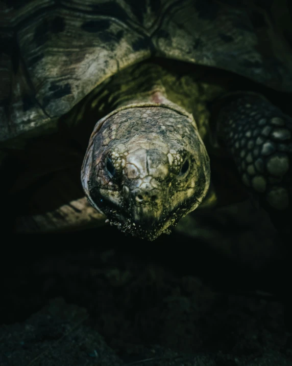 a large tortoise crawling for food with its shell removed