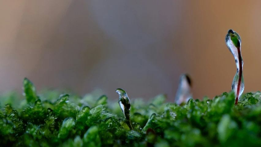 a tiny sprout sits on some moss