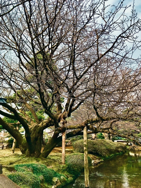 the view from underneath an old tree at a park