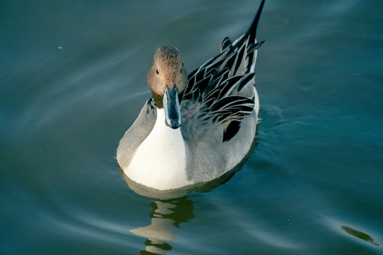 a long necked duck swimming in a lake