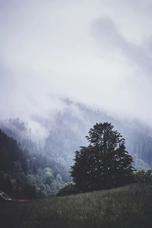 this is a tree in a field with some clouds behind it