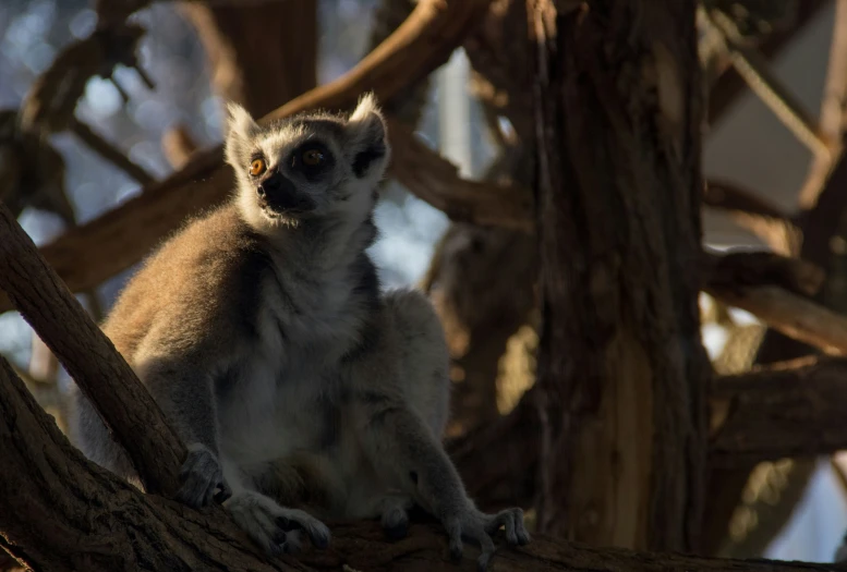 a small lemur sitting in the tree looking back