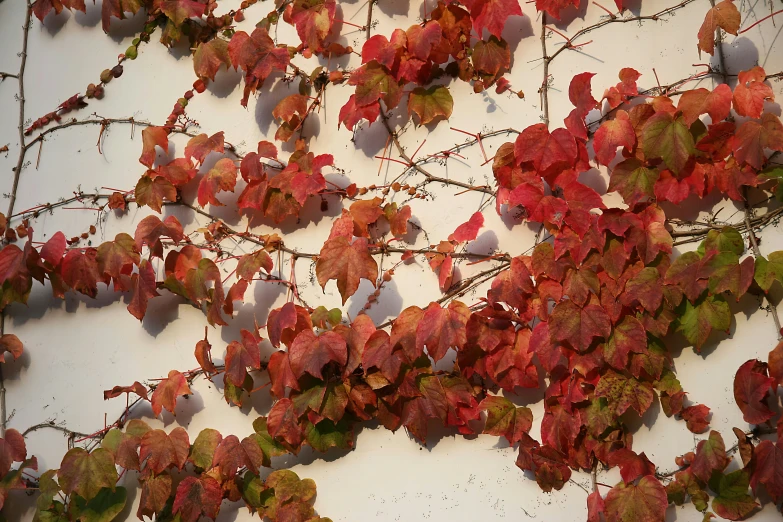 there is a white wall with lots of red and green leaves