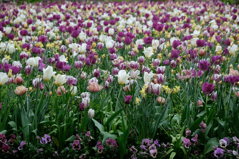 a flower field with purple and white tulips