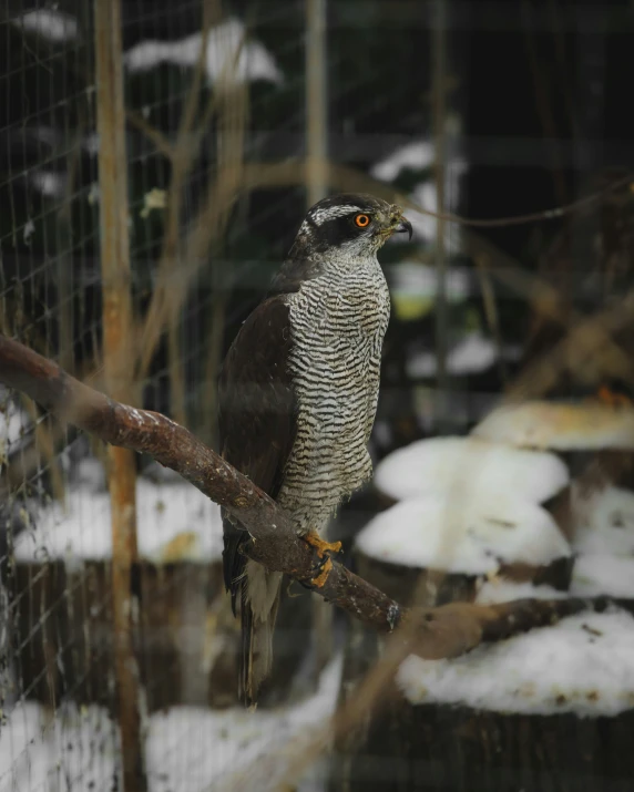 a large bird perched on top of a tree nch