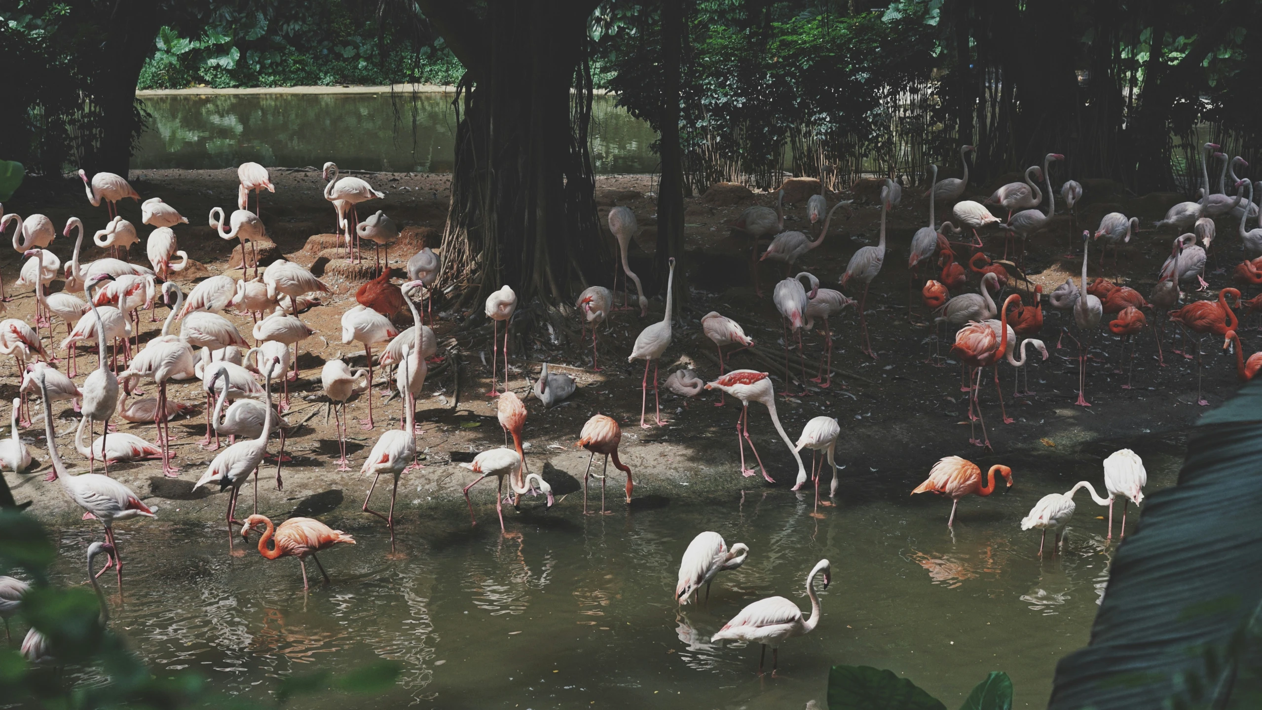 the flamingos are all wading in the water