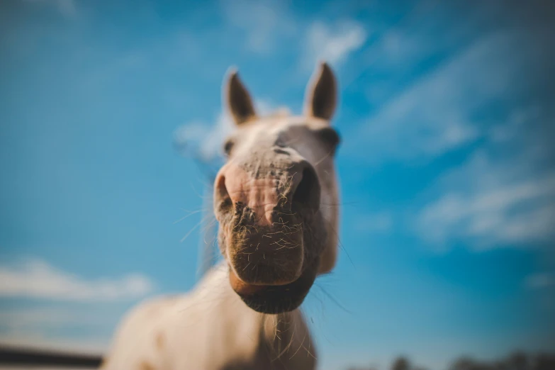 the face and nose of a horse with clear skies in the background