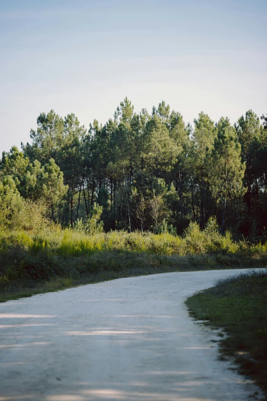 the side of a road is surrounded by trees