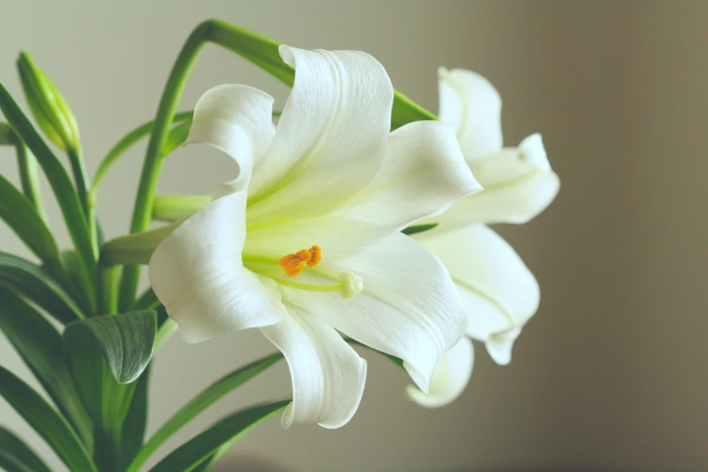 closeup of white flower with long stem and stems