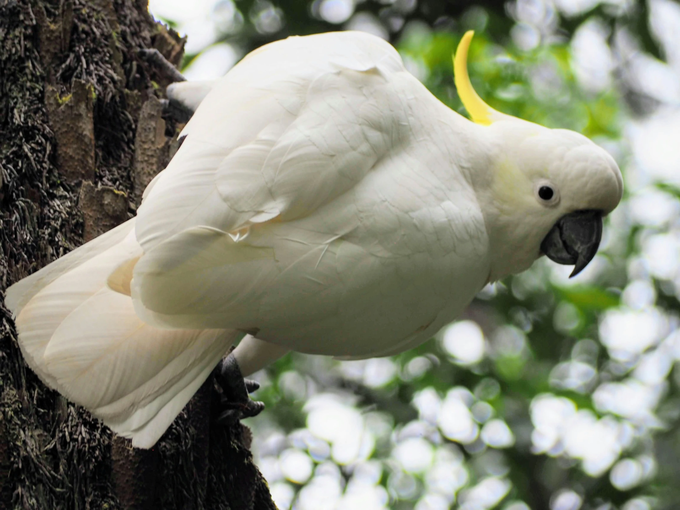 a white cockatoo has its yellow crown on its back