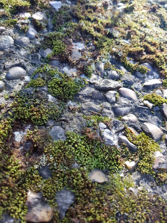 green moss on rocks that is in the ground