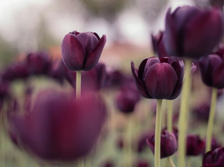 a large bunch of red flowers that are in the grass