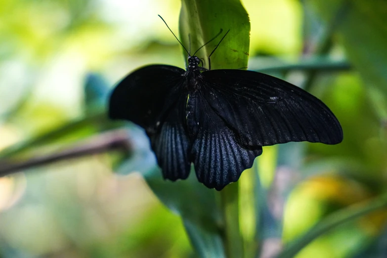 a black erfly sits on a green leaf