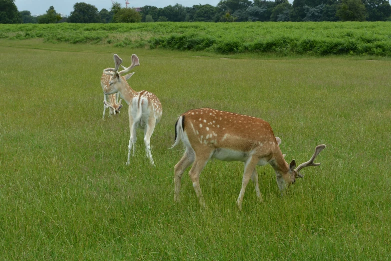 two deer standing in the grass with one eating