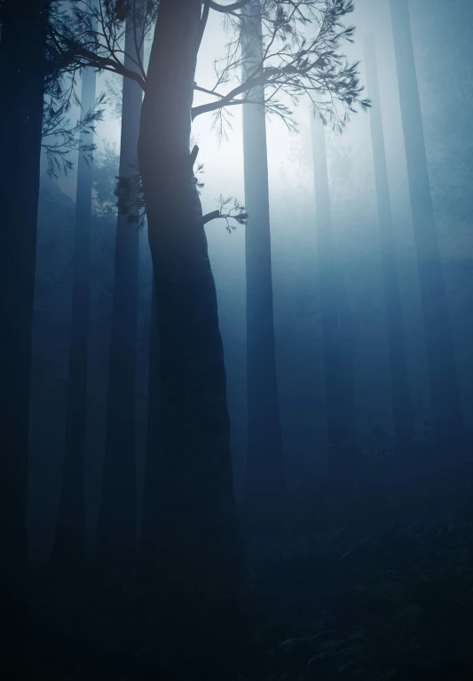 a dark forest filled with tall pine trees