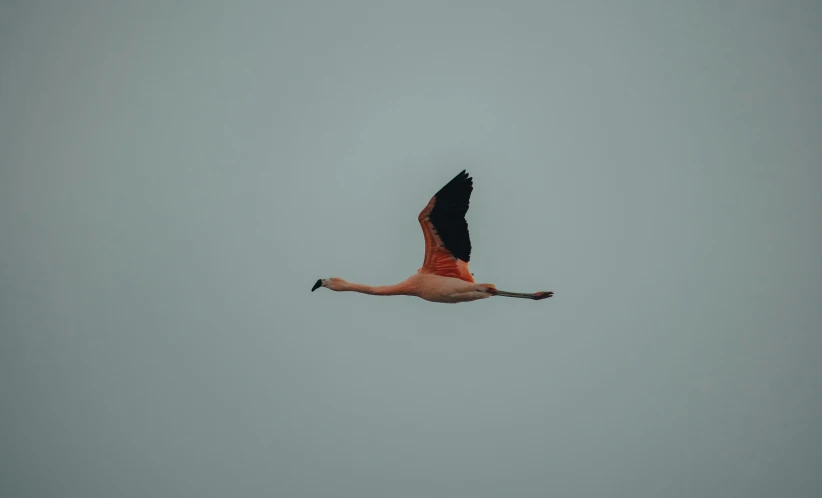 the flamingo is flying through the gray sky