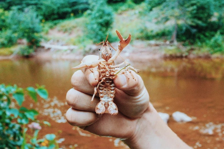 an image of a person holding a crab