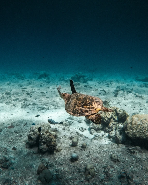 a turtle with black and brown skin swimming on a sandy sea floor