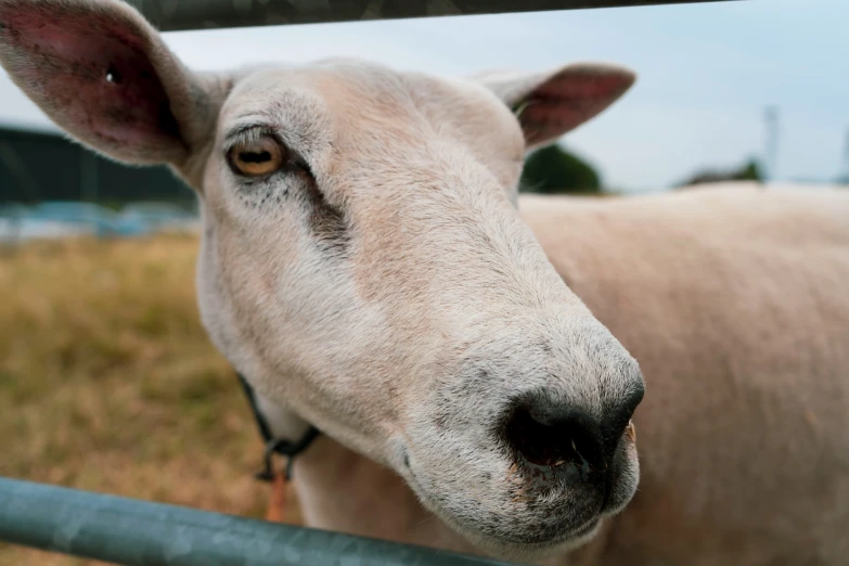 a close - up of an animal that is looking through a fence