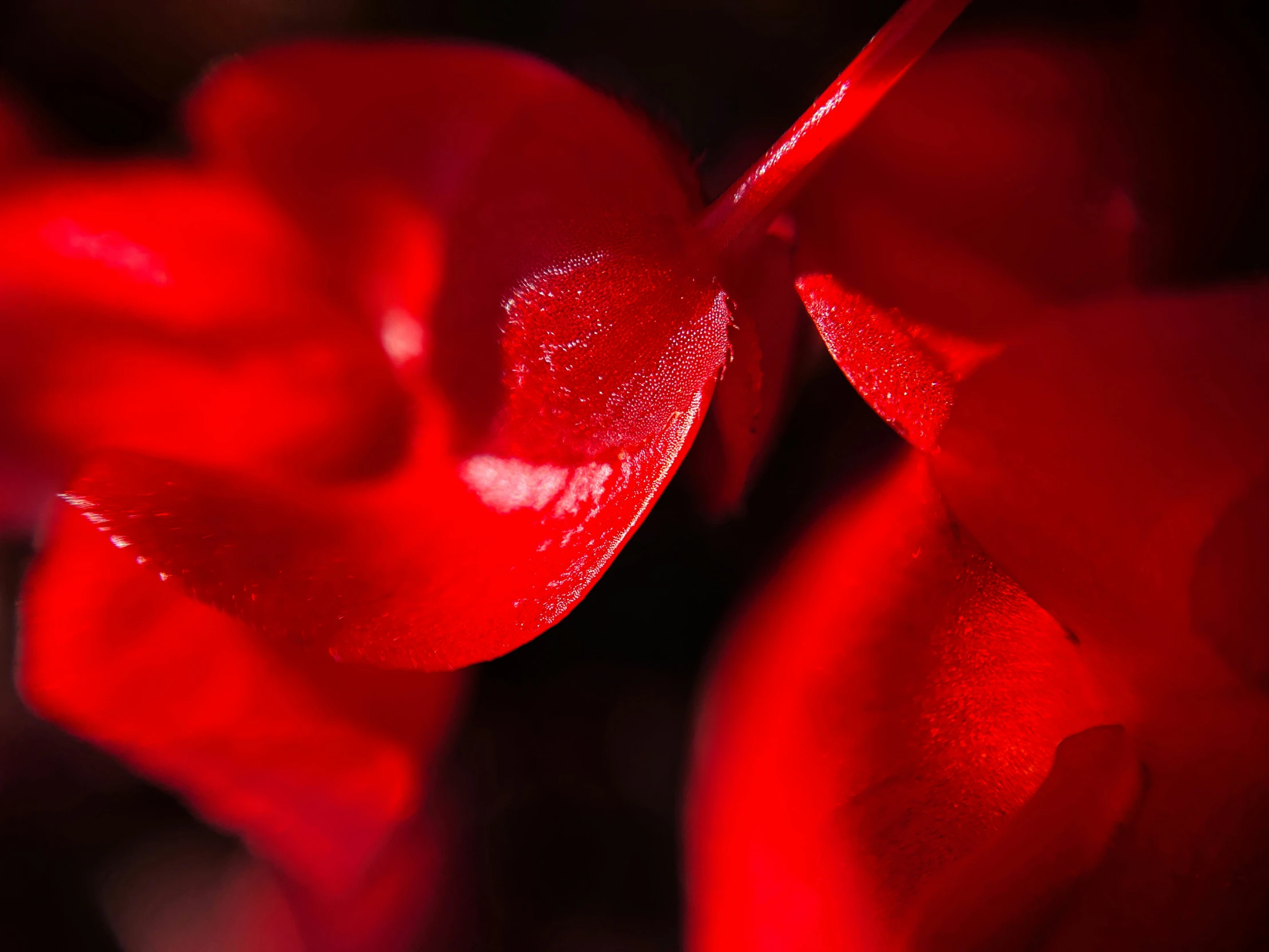 the petals of an orchid are red and green