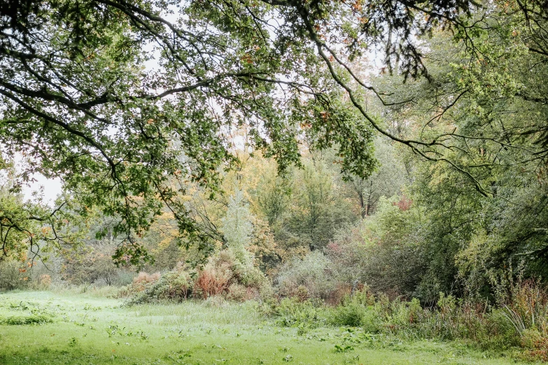 a bench sitting under a tree next to a lush green field