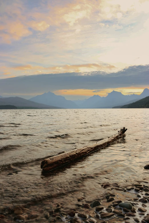 a piece of wood sitting in the water