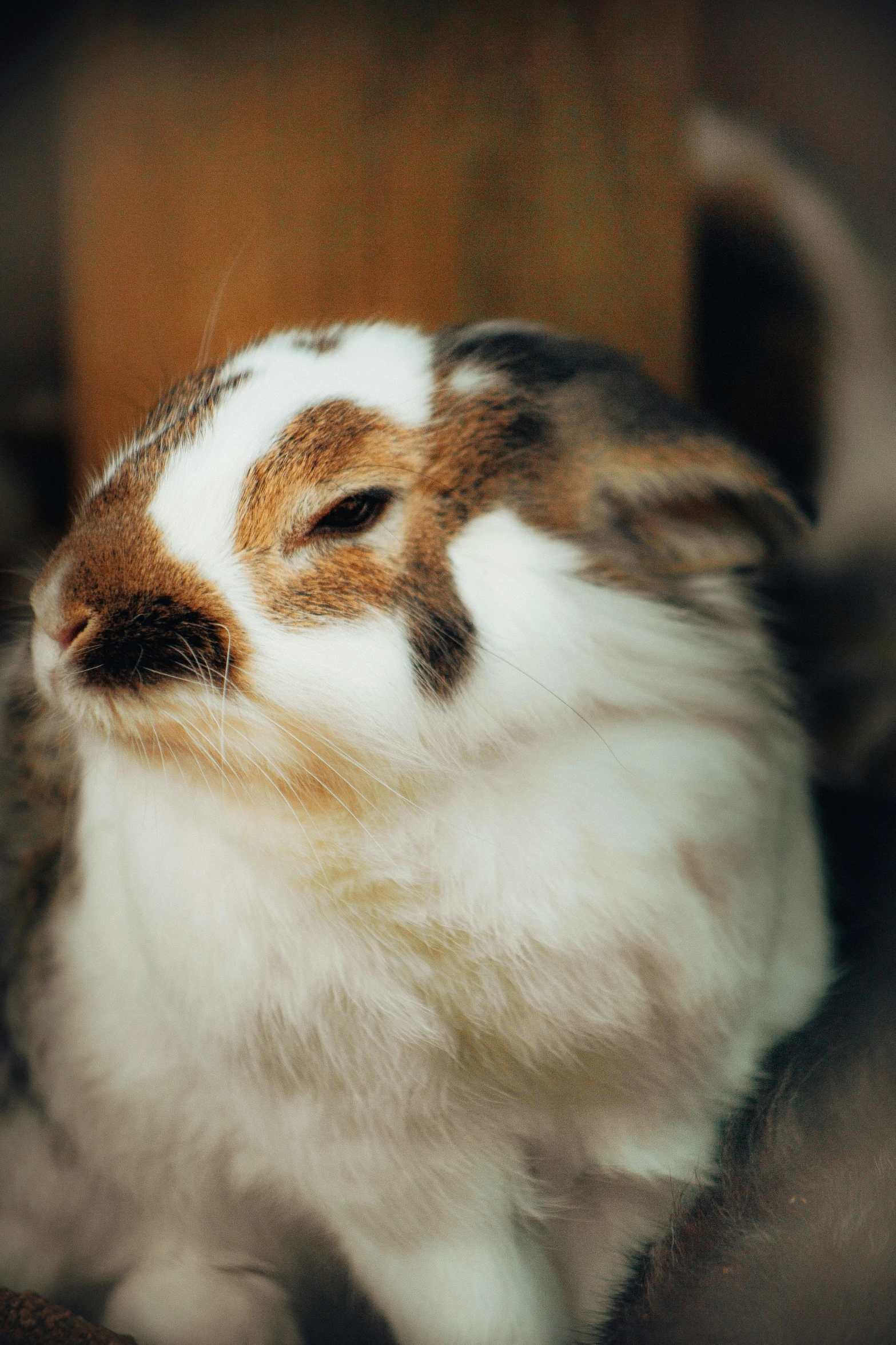 the brown and white bunny is eating food