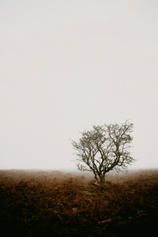 a lone tree sitting in the middle of a field