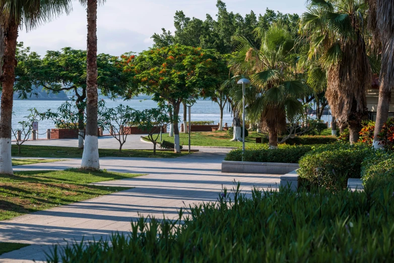 an urban area with lots of palm trees and water