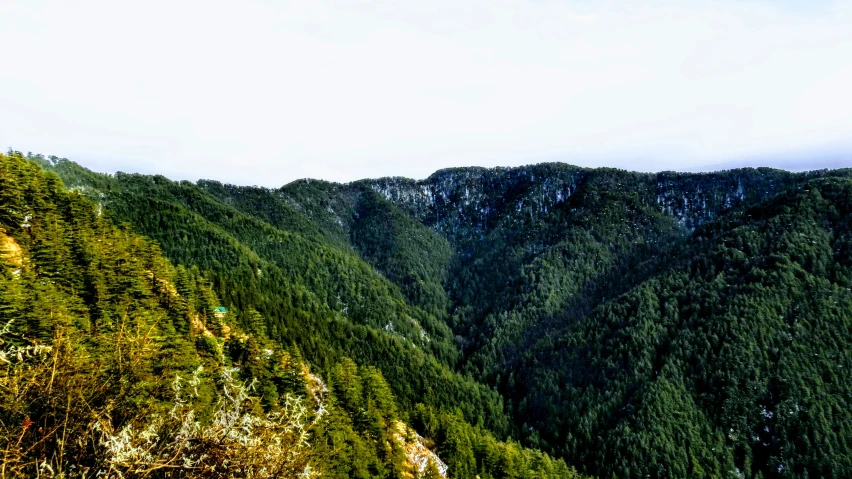 a forested, green mountain with pine trees in the foreground