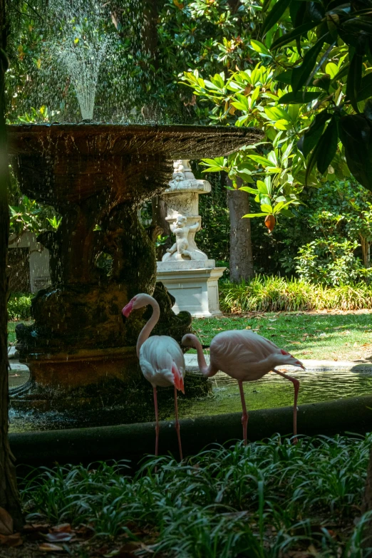 a couple of birds standing by a fountain