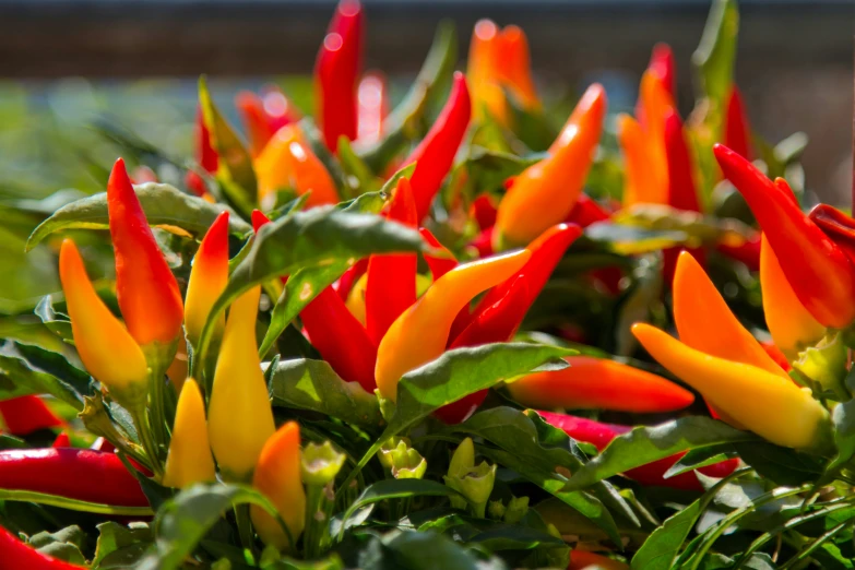 peppers are growing in a patch on the outside of a building