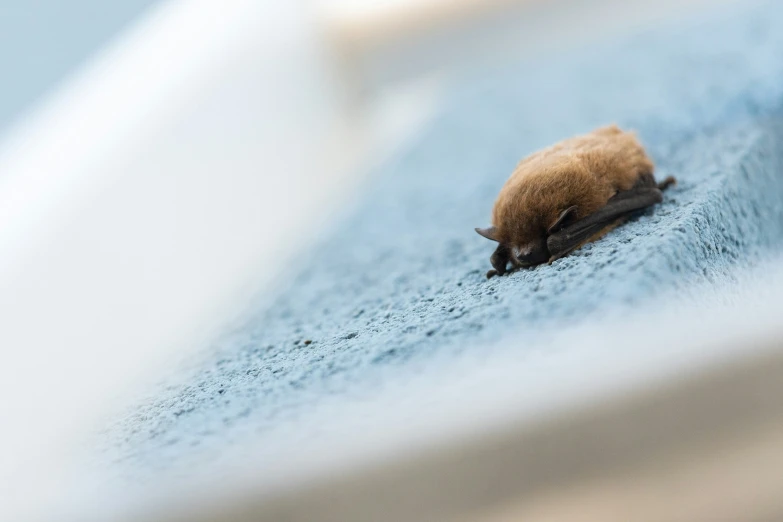 a mouse on the ground with its head down