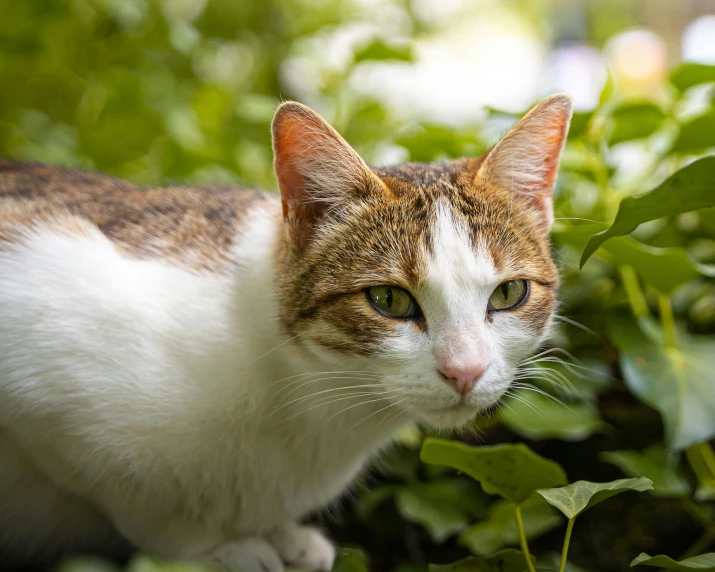 the brown and white cat has one eye on the plant