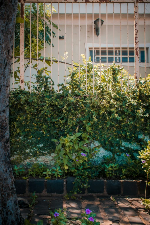 a view of some type of bushes from outside