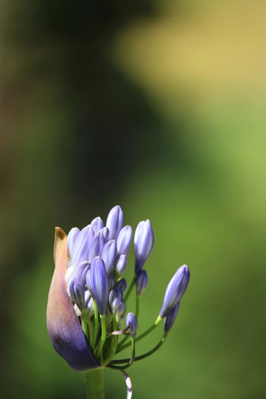 blue flowers with yellow petals on top and small purple buds