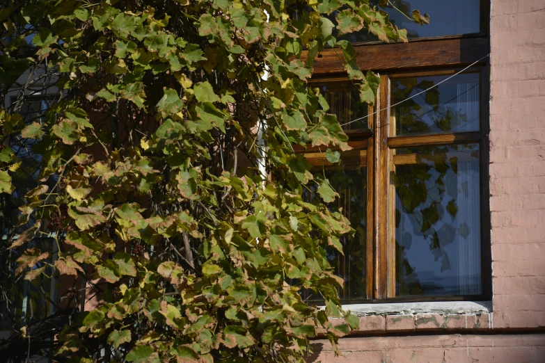 a view through some ivy covered leaves to a small window