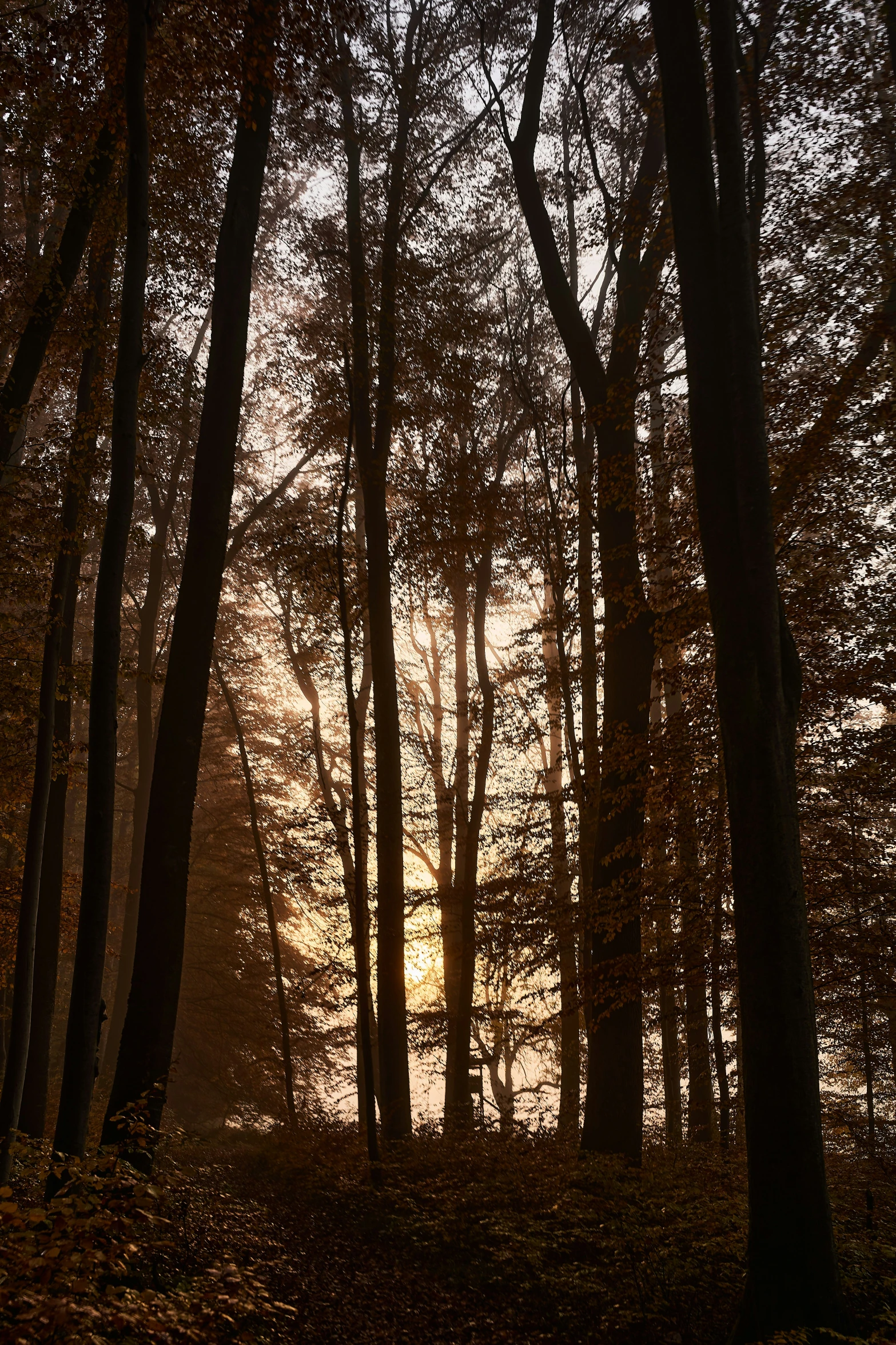 some trees and leaves on a ground