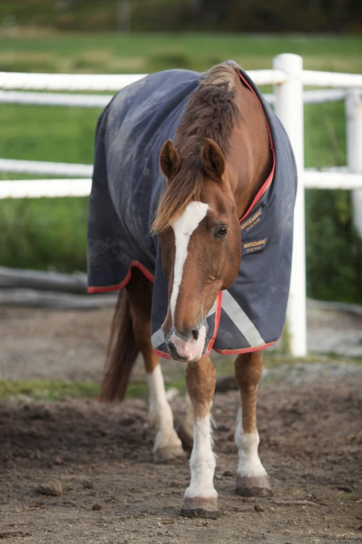 a horse in a blanket standing by a white fence