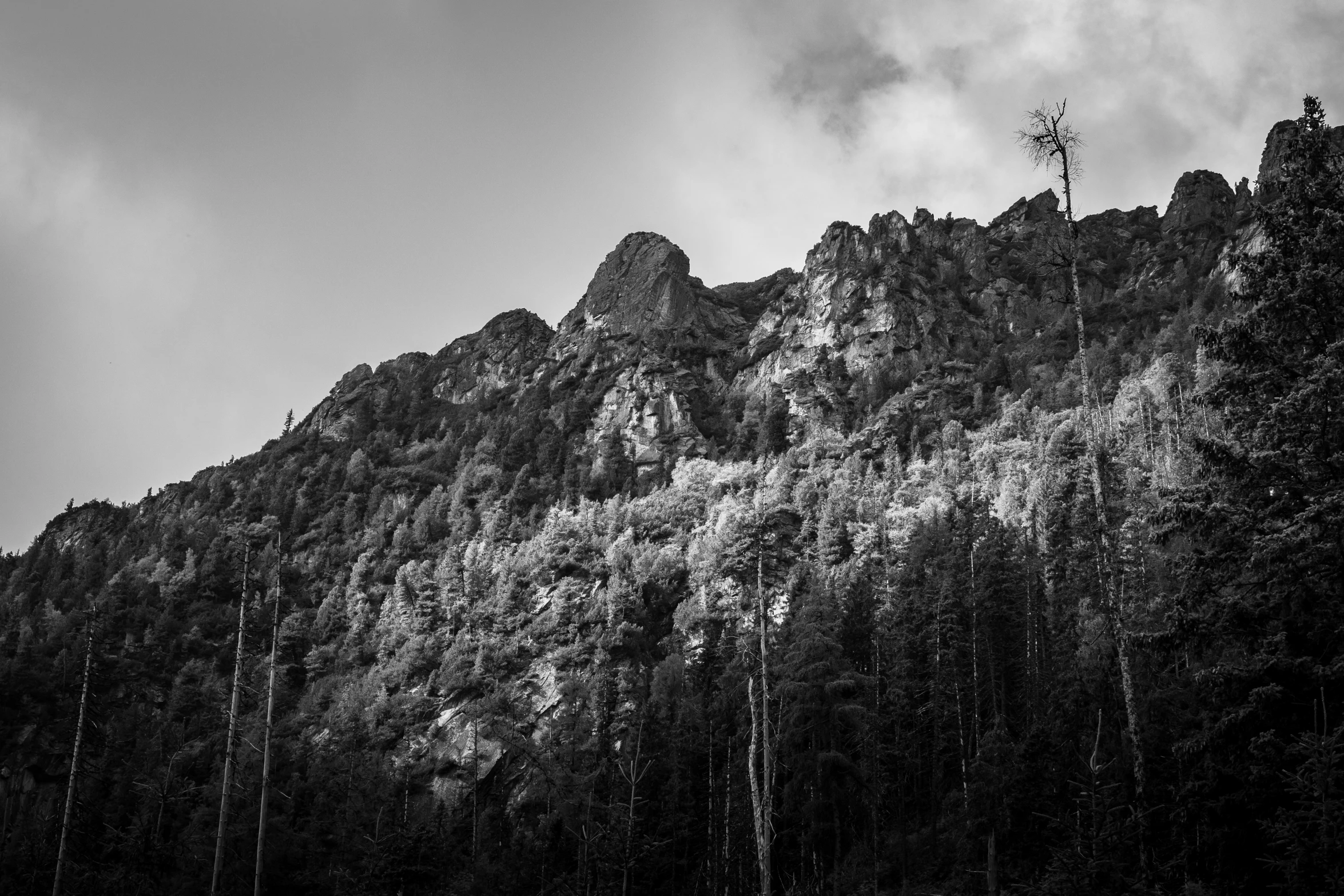 a black and white image of mountains with a bird flying in the sky