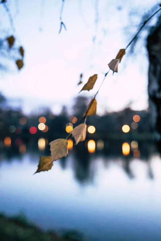 a view over a river, with leaves and buildings at dusk