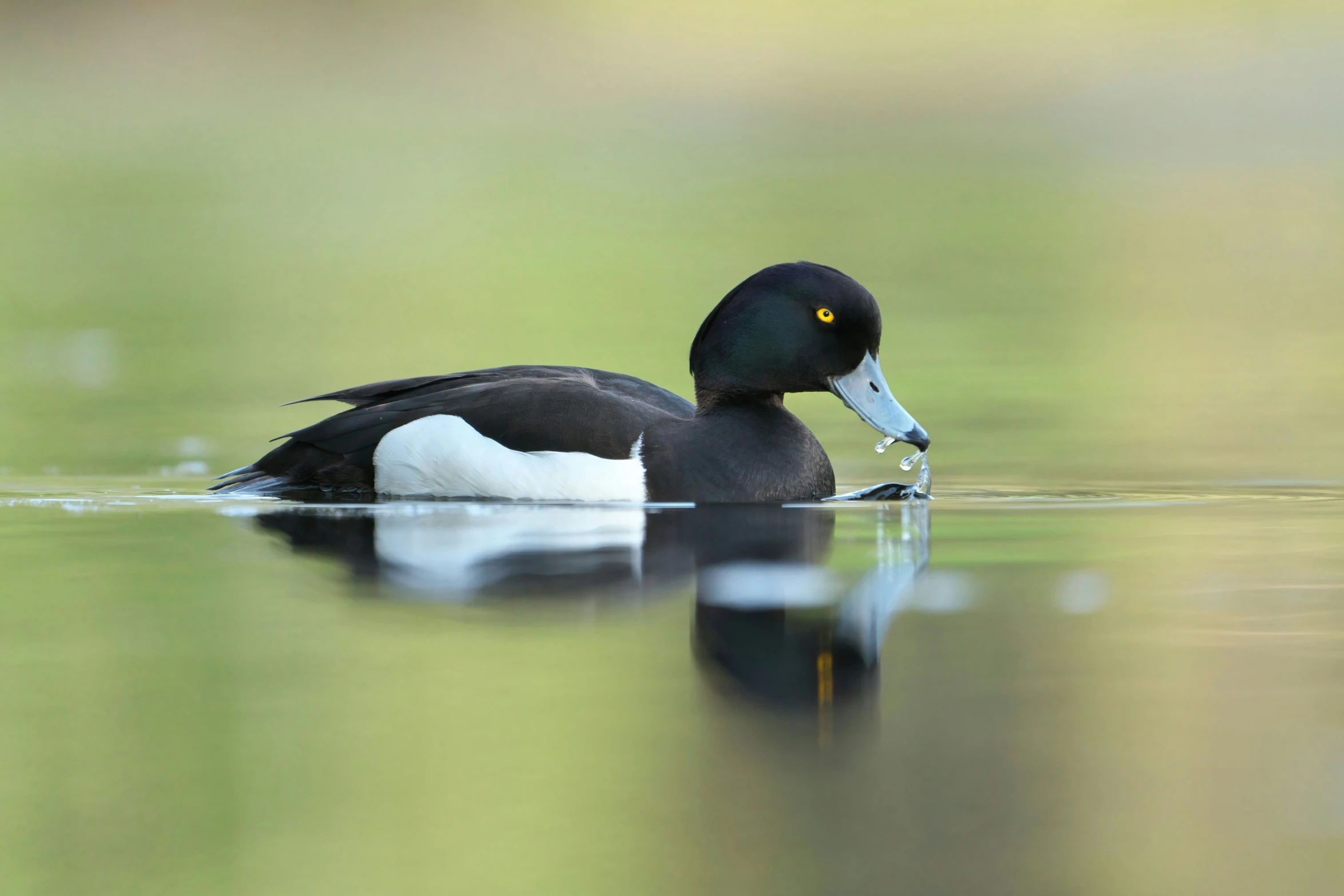 a black and white duck floating on top of water