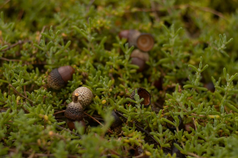 small yellow and brown mushrooms are seen growing on the ground