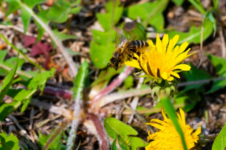 a yellow flower with a bee on it