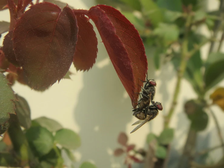 the fly is in mid air as it sits on top of the nch