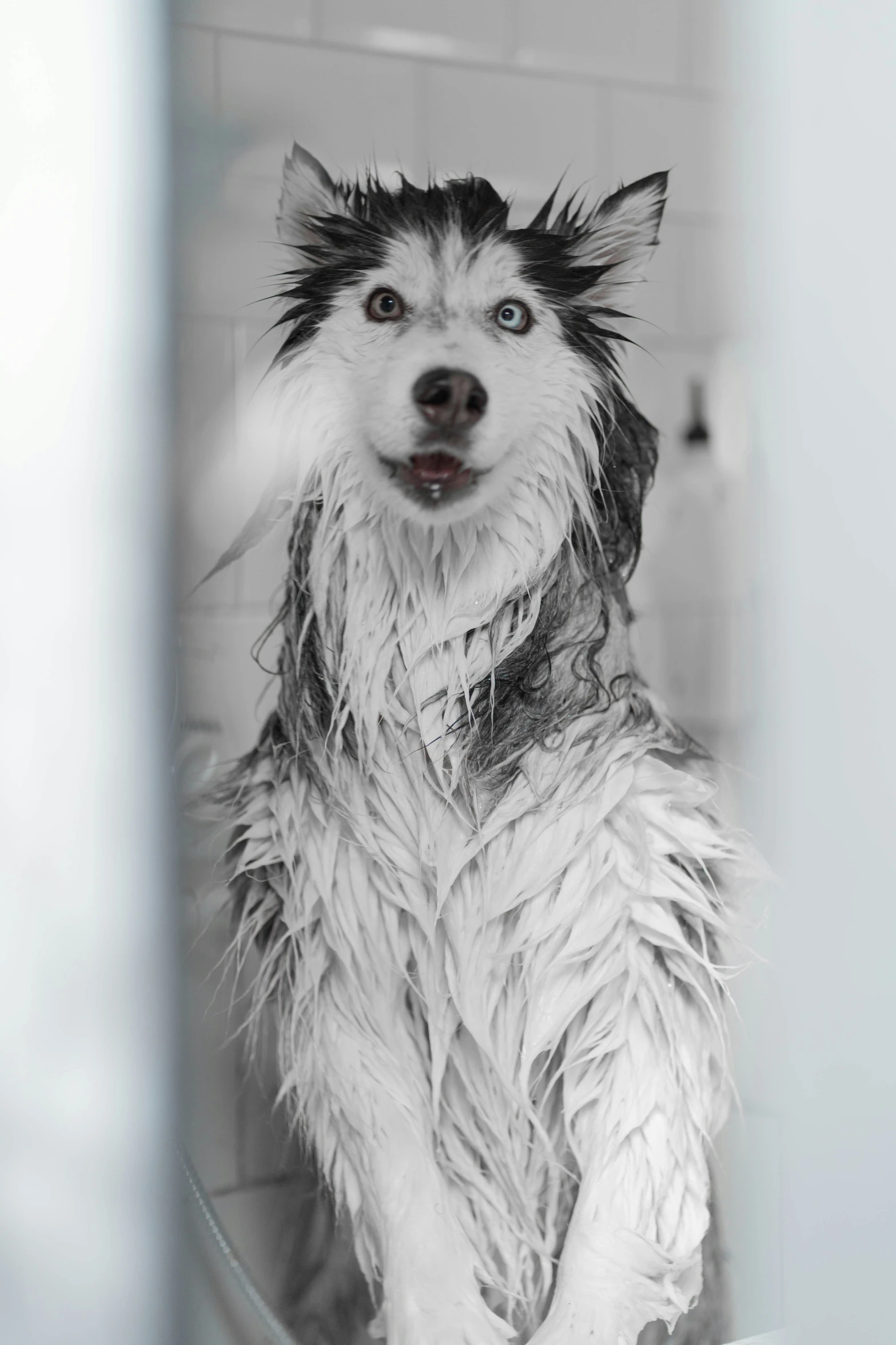 a wet dog sitting in the tub covered with fur